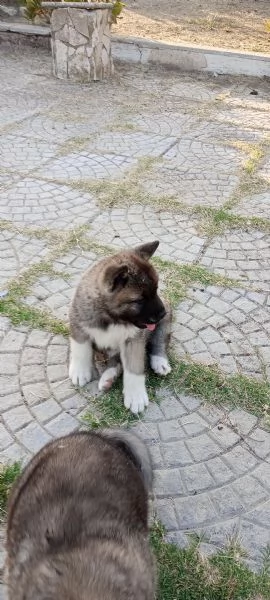 Akita americano | Foto 3