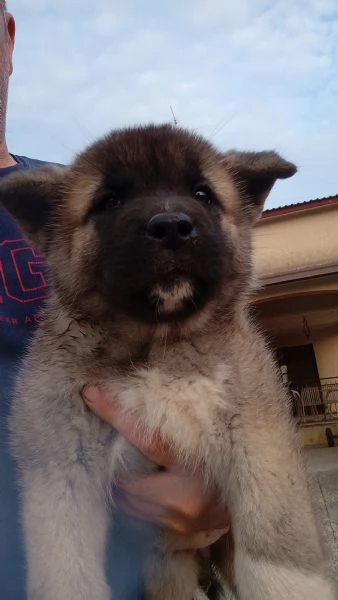 Akita americano | Foto 1