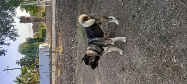 Akita americano | Foto 0