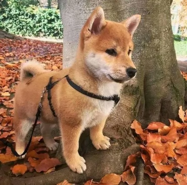 Shiba Inu (cuccioli maschio e femmina)