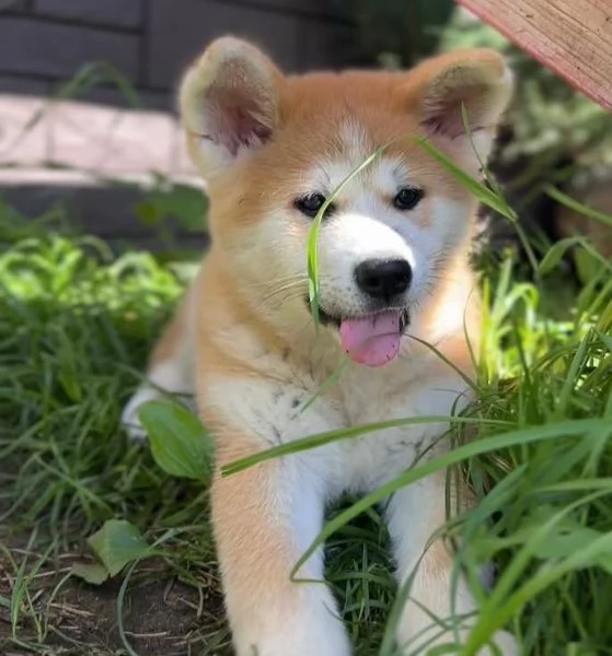 AKITA INU  (cuccioli maschio e femmina) | Foto 0