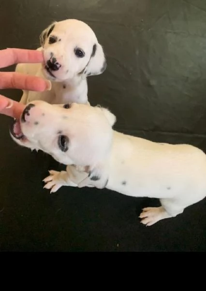 Dalmata (cuccioli maschio e femmina)