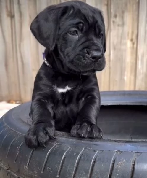 Cane Corso (cuccioli maschio e femmina) | Foto 2