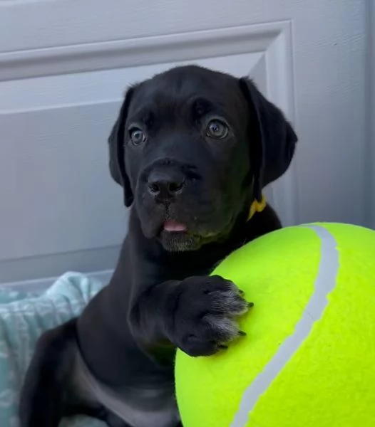 Cane Corso (cuccioli maschio e femmina) | Foto 1