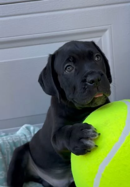 Cane Corso (cuccioli maschio e femmina)