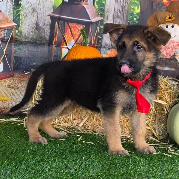 Pastors tedesco (cuccioli maschio e femmina)