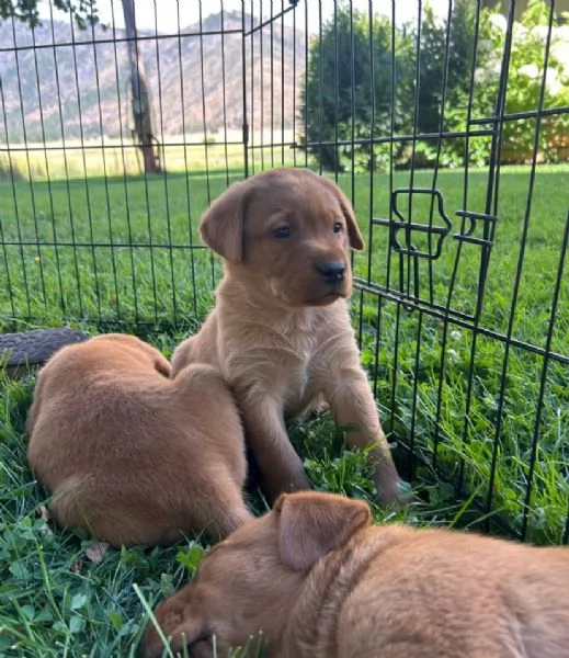 20. Labrador Retriever (cuccioli maschio e femmina) | Foto 1