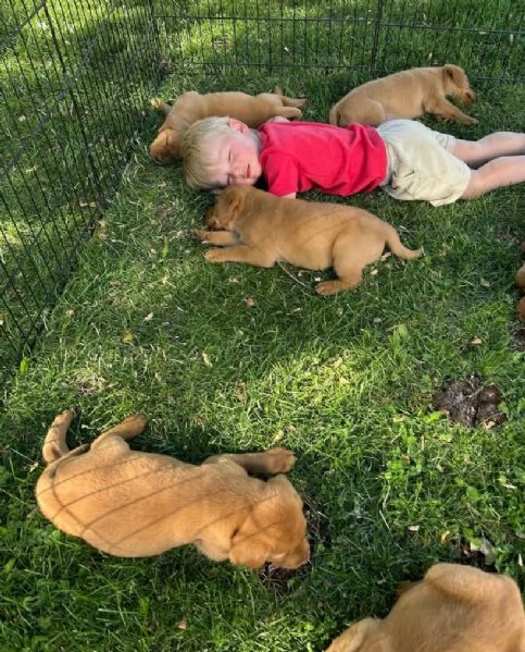 20. Labrador Retriever (cuccioli maschio e femmina)