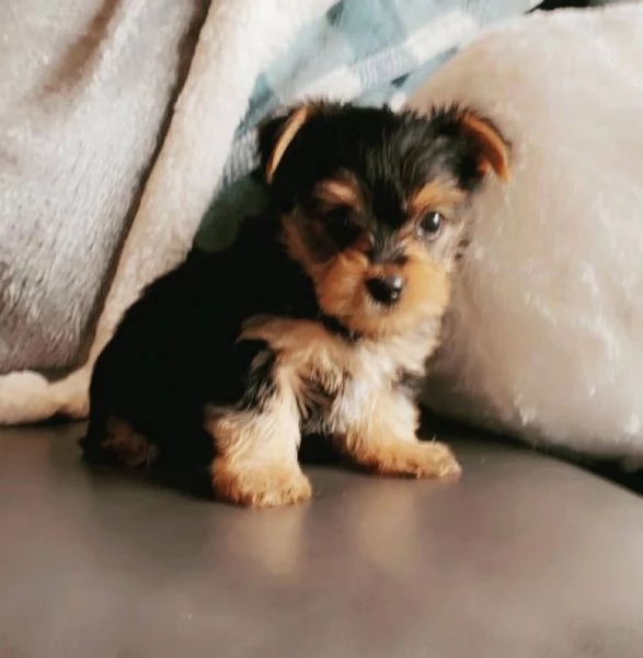 Yorkshire Terrier (cuccioli maschio e femmina) | Foto 0
