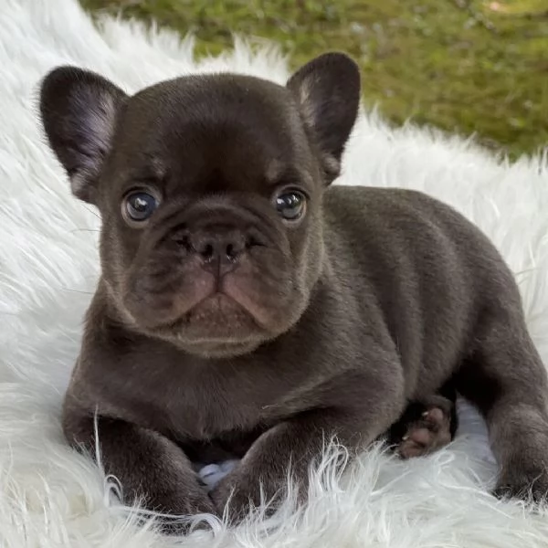  Bulldog Francese (cuccioli maschio e femmina) | Foto 1