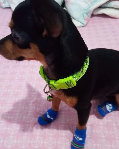 Pinscher Mini (cuccioli maschio e femmina) | Foto 1