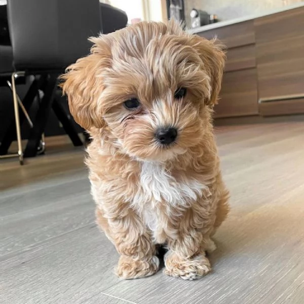 Cuccioli Di Barbincino  | Foto 1