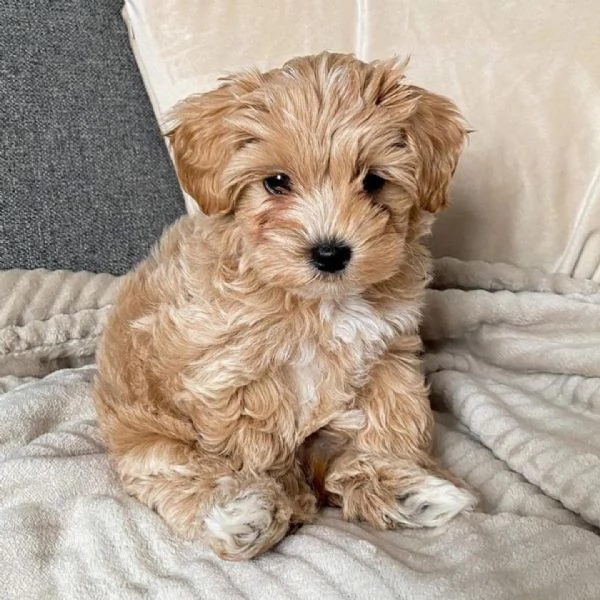 Cuccioli Di Barbincino 