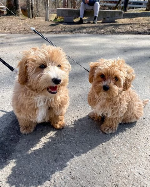 Cuccioli Di Barbincino  | Foto 0
