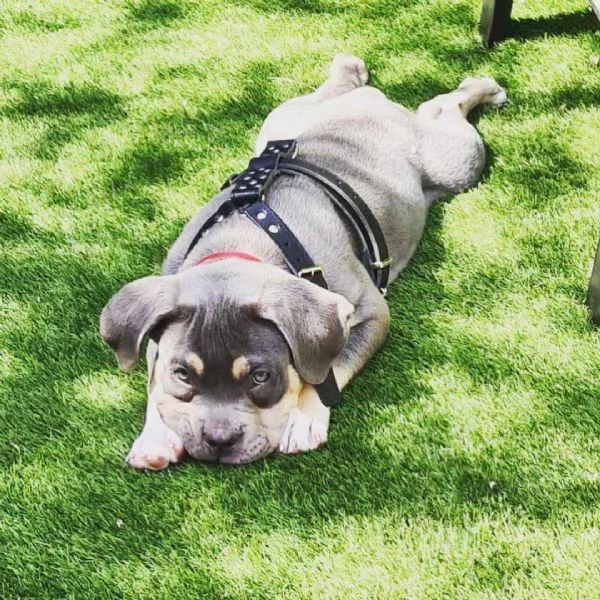 Cuccioli di pitbull  | Foto 0