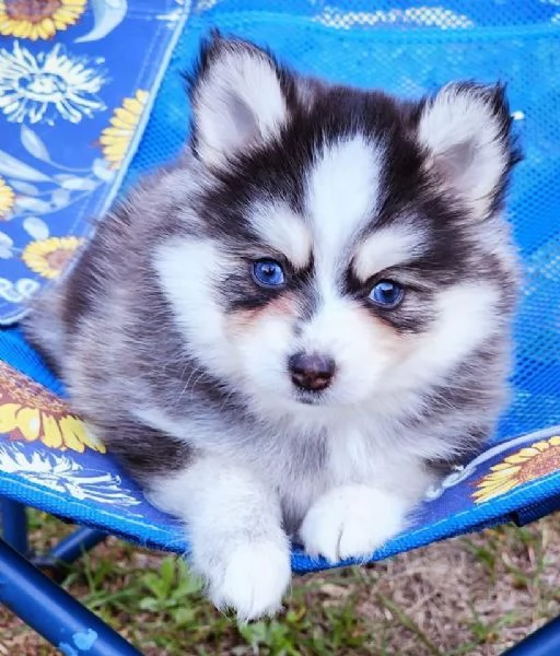 Cuccioli di Pomsky disponibili per l'adozione | Foto 5