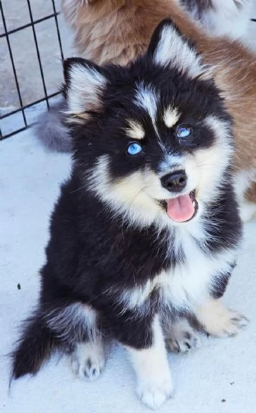 Cuccioli di Pomsky disponibili per l'adozione | Foto 4