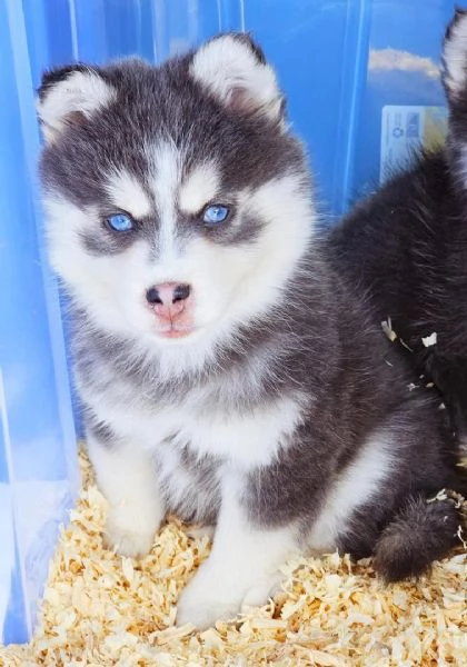 Cuccioli di Pomsky disponibili per l'adozione | Foto 1