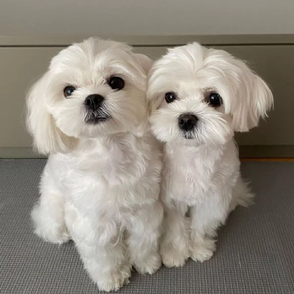Cuccioli di maltese disponibili per l'adozione | Foto 1