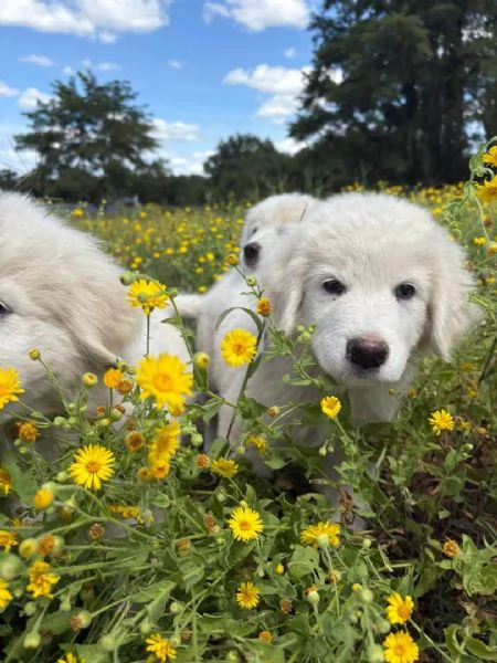 Pastore Maremmano disponibile per l'adozione | Foto 2