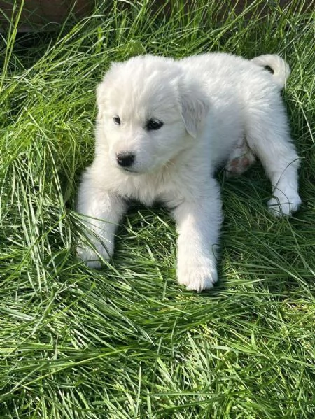 Pastore Maremmano disponibile per l'adozione | Foto 1