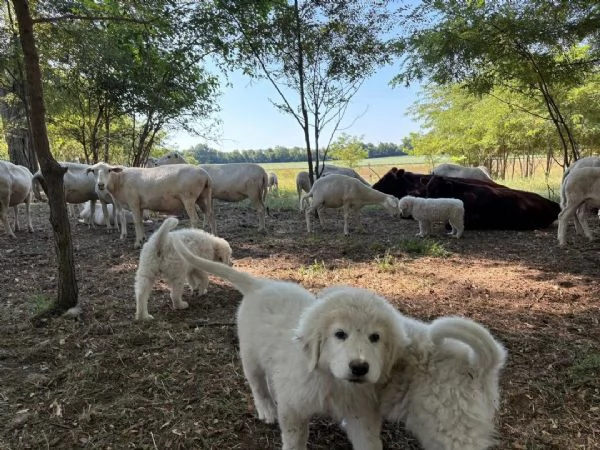 Pastore Maremmano disponibile per l'adozione