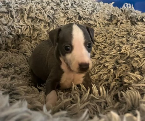 Levriero italiano disponibile per l'adozione.   