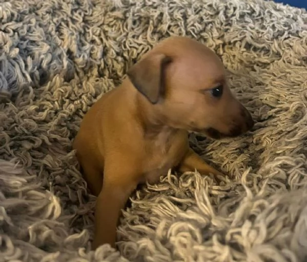 Levriero italiano disponibile per l'adozione.    | Foto 0