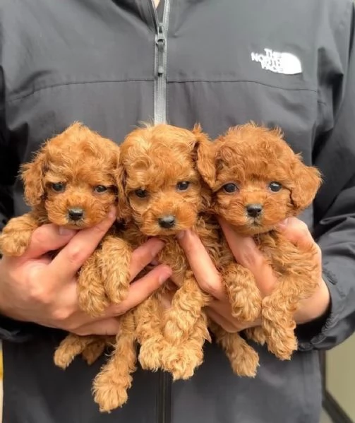 Cuccioli di barboncino toy disponibili per l'adozione | Foto 5