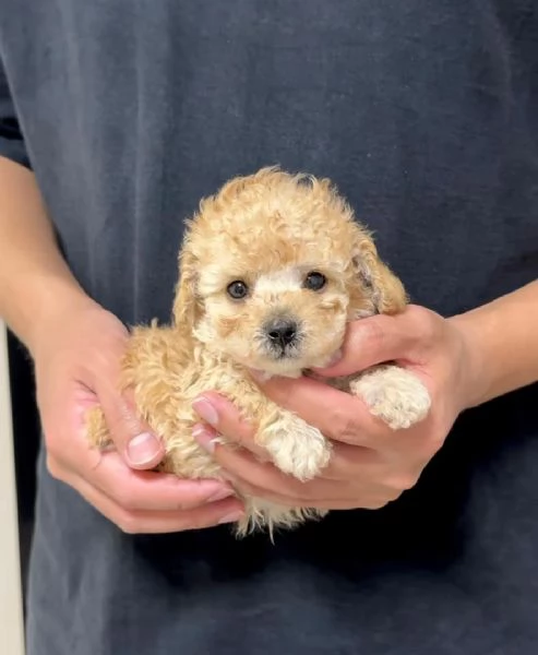 Cuccioli di barboncino toy disponibili per l'adozione | Foto 1