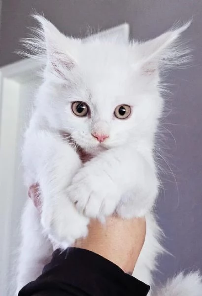 Gattini Maine Coon disponibili per l'adozione | Foto 0