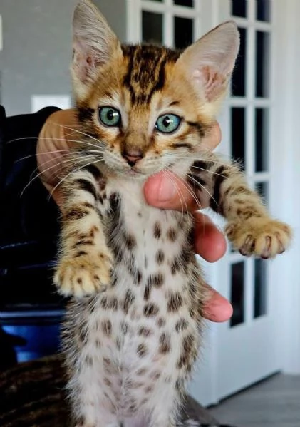 Gatto del Bengala disponibile per l'adozione | Foto 1