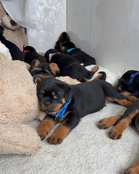 cucciolo di rottweiler disponibile per adozione | Foto 1