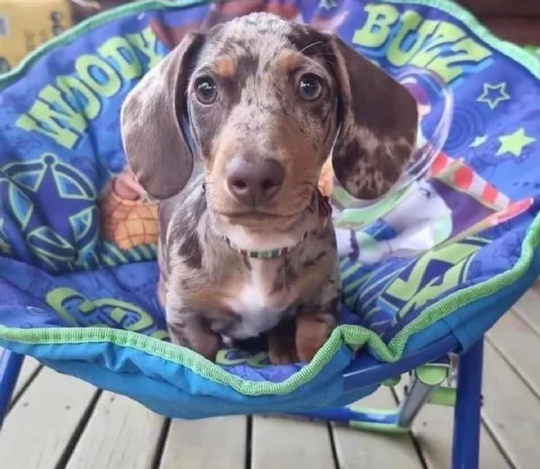 cucciolo di bassotto disponibile per l'adozione.     | Foto 4