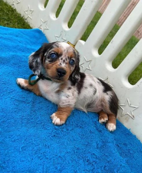 cucciolo di bassotto disponibile per l'adozione.     | Foto 1