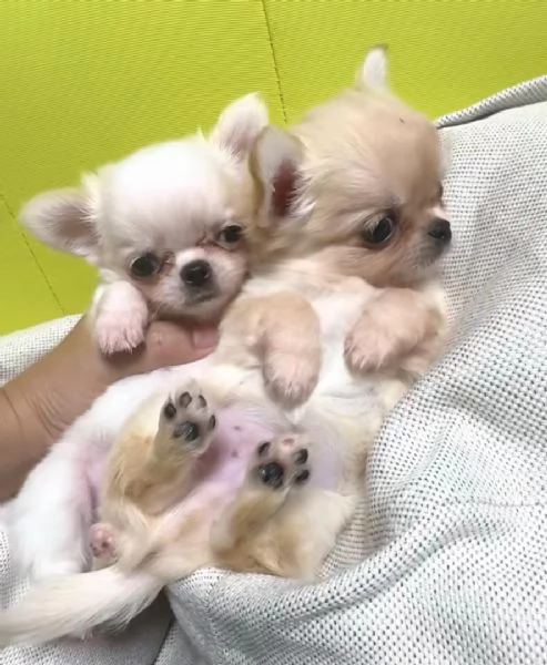 Disponibili cuccioli di Chihuahua per l'adozione | Foto 2