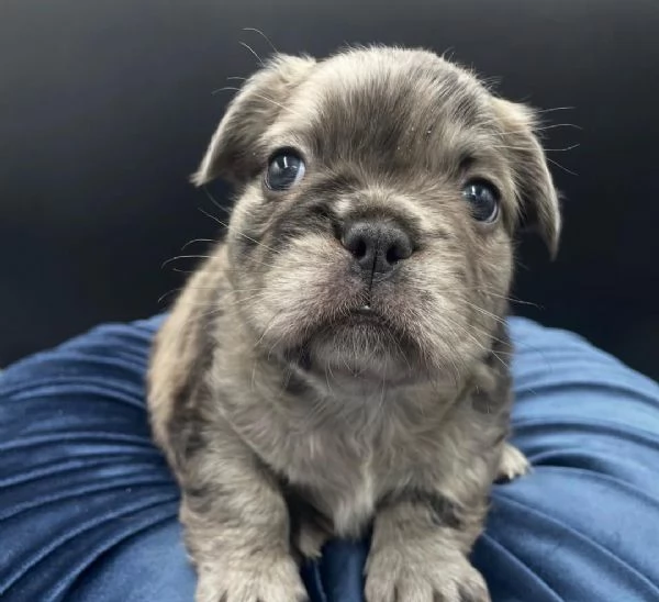 Adotta un adorabile cucciolo di bulldog francese | Foto 0