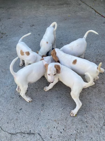 Segugi istriani  | Foto 3