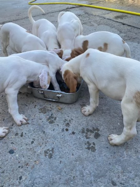 Segugi istriani  | Foto 2