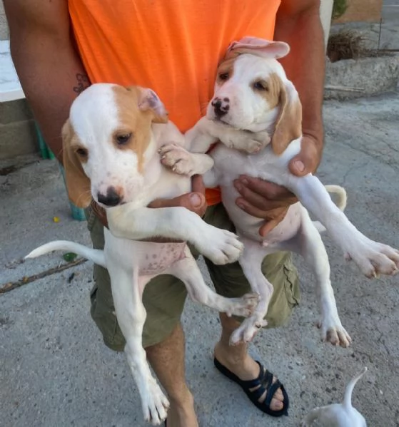 Segugi istriani  | Foto 1