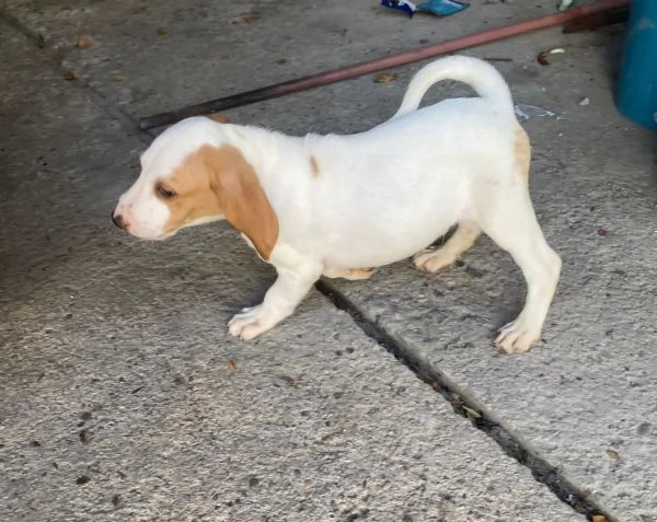 Segugi istriani  | Foto 0