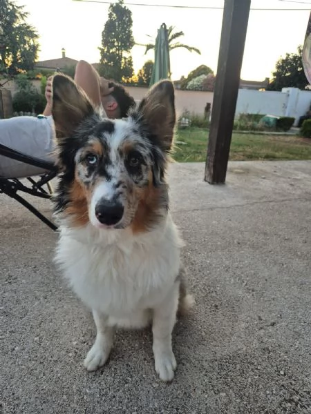 Vendo Pastore Australiano 8 mesi