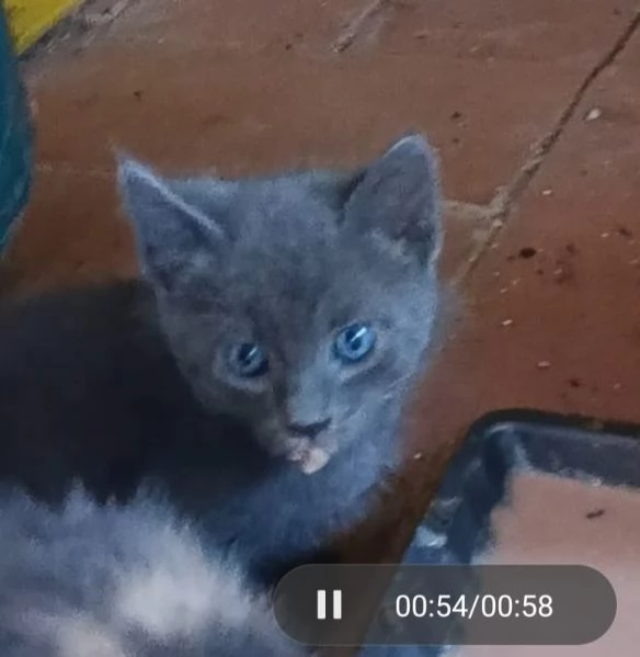 regalo gattini | Foto 3