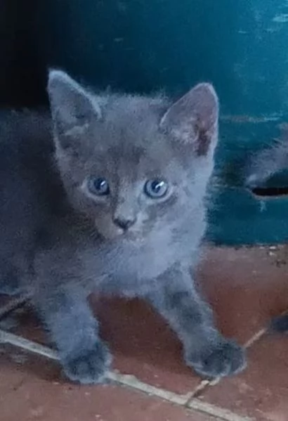 regalo gattini | Foto 2