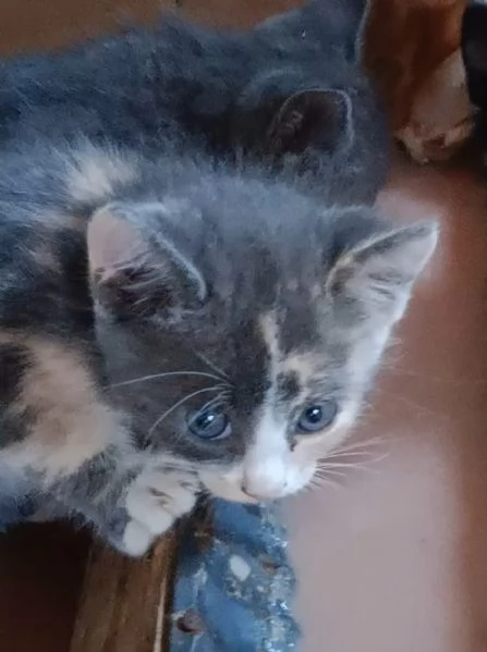 regalo gattini | Foto 1