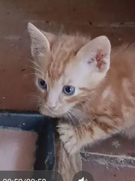 regalo gattini | Foto 0