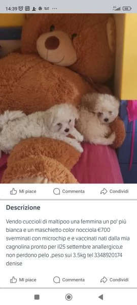 Vendita cani di maltipoo
