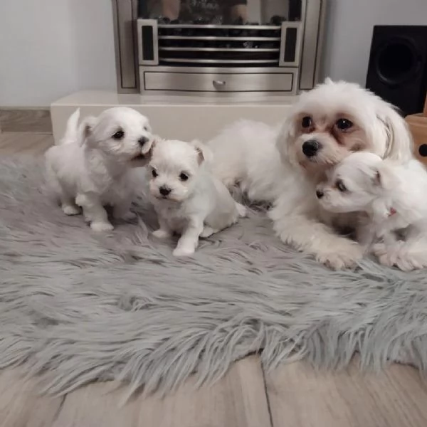 Cuccioli di Maltese cresciuti con amore per l'adozione