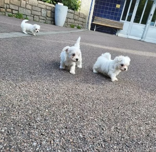 Vendita adorabili cuccioli di maltese