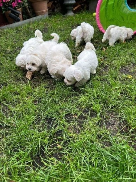 Vendita cucciolo Cuccioli di razza maltese in vendita